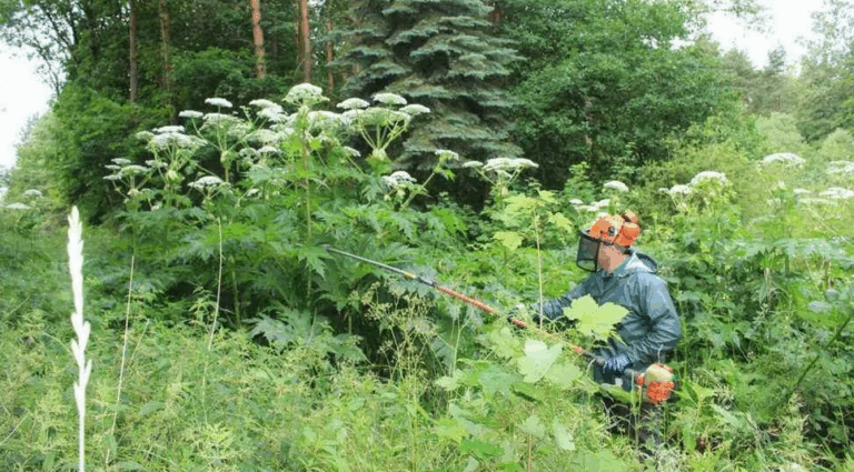Barszcz Sosnowskiego pożera polską wieś. Krowy mówią „do widzenia”